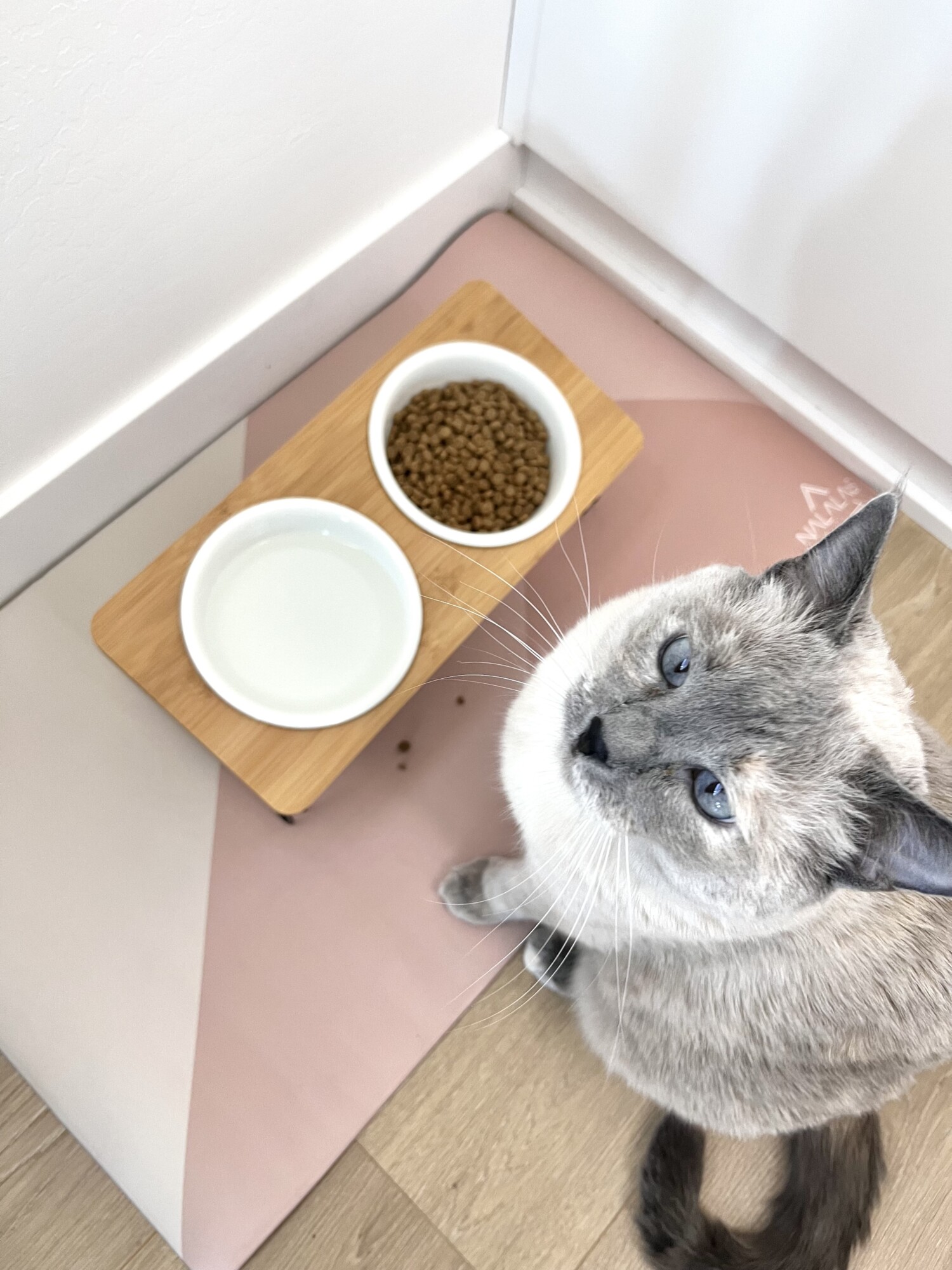 Amazon Pet Finds Everything Envy